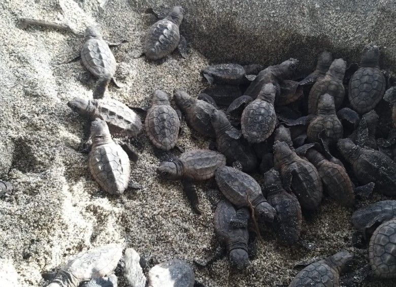 105 tortugas caretta nacieron en el Parque Tayrona