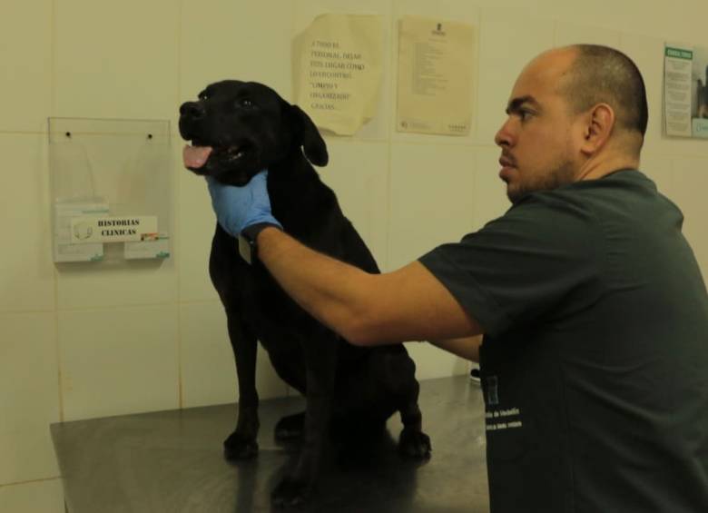 La Perla, en centro de animales en abandono rescatados por la alcaldía, suspendió la adopción presencial. FOTOS CORTESÍA