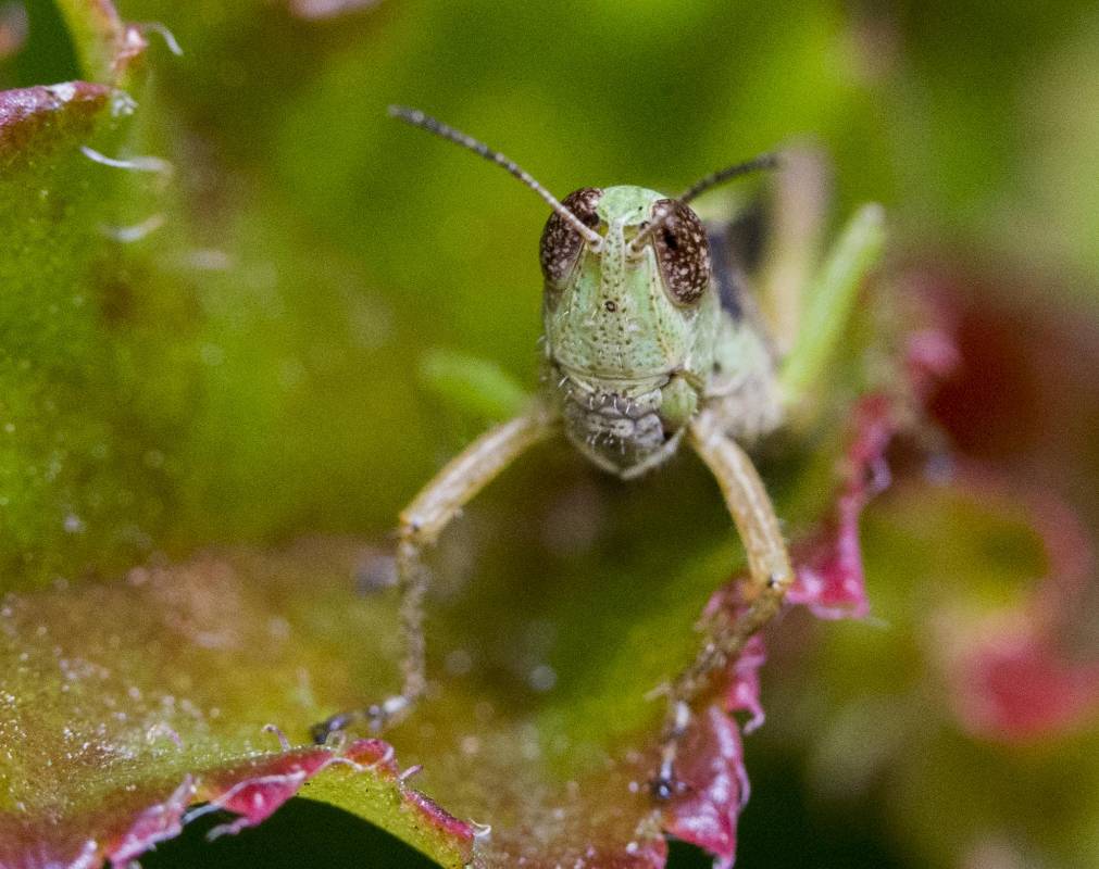 La macro fotografía nos ofrece un nuevo mundo de posibilidades para observar diferente, como nunca lo habíamos visto antes. Foto: Julio César Herrera
