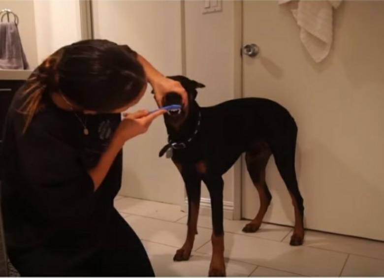 Algunos seguidores han mencionado que el hecho es un acto de hipocresía, debido a que la youtuber Brooke Hoults comparte varios videos dedicados al dóberman. Foto: Captura de video de YouTube.
