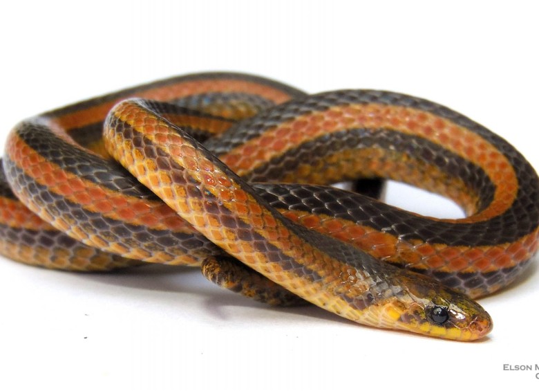 Serpiente ‘Atractus marthae’, descubierta en Santa Bárbara, Santander (Foto suministrada: Grupo de Estudios de Anfibios y Reptiles de Santander)