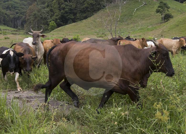 Según la Organización Mundial de la Salud, este virus no se transmite de animales a humanos. FOTO donaldo zuluaga