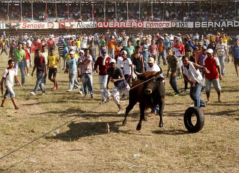 Consulta en Bolívar sobre el futuro de las corralejas