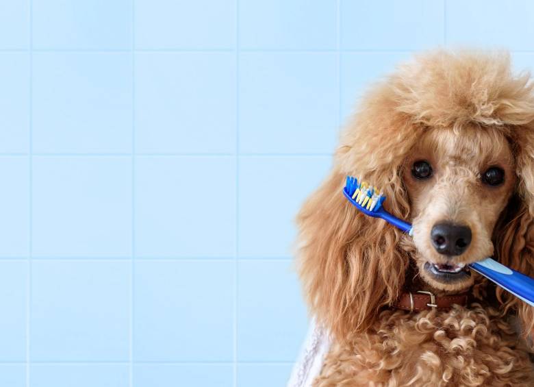 A los perro también se les lava los dientes. Lea cómo más abajo. FOTO Sstock