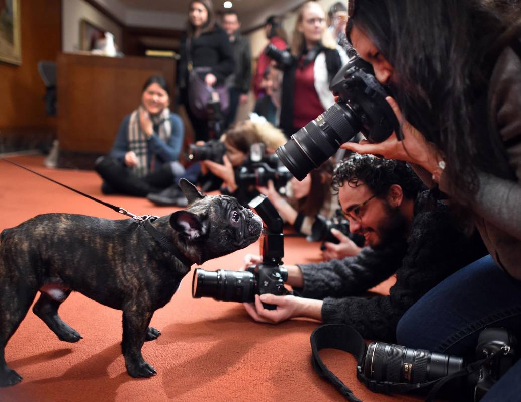 Los activistas pro derechos de los animales critican la cría de perros, a la que acusan de producir demasiados cachorros, desviar la atención de perros criollos que necesitan hogar. FOTO AFP