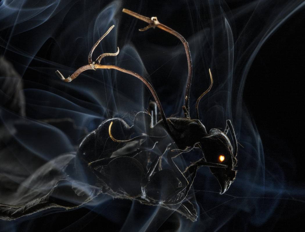 La foto de Anand Varma de ‘National Geographic Magazine’, ganó el primer premio en la categoría ‘Nature Stories’. FOTO AP