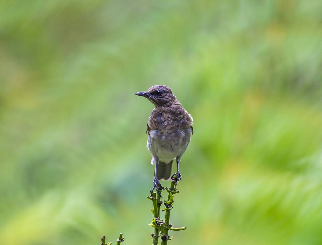 Pájaro Mayo: esta ave suele encontrarse en áreas abiertas como parques y jardines de Medellín. FOTO: JUAN ANTONIO SÁNCHEZ OCAMPO