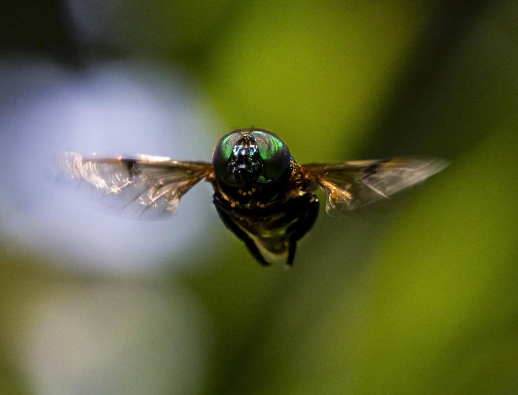 Para alcanzar estas macro fotografías, se requiere de mucha disciplina, con esta se logra descubrir mundos diferentes, llenos de colores y movimientos. Foto: Julio César Herrera
