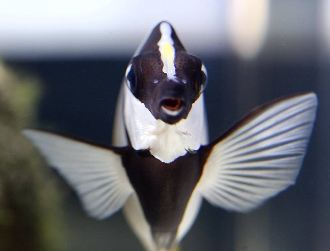 Actualmente en el acuario se estima que existen más de 3000 individuos, sin embargo, constantemente nacen nuevos peces y eso hace que la colección varíe permanentemente. Foto: Julio César Herrera