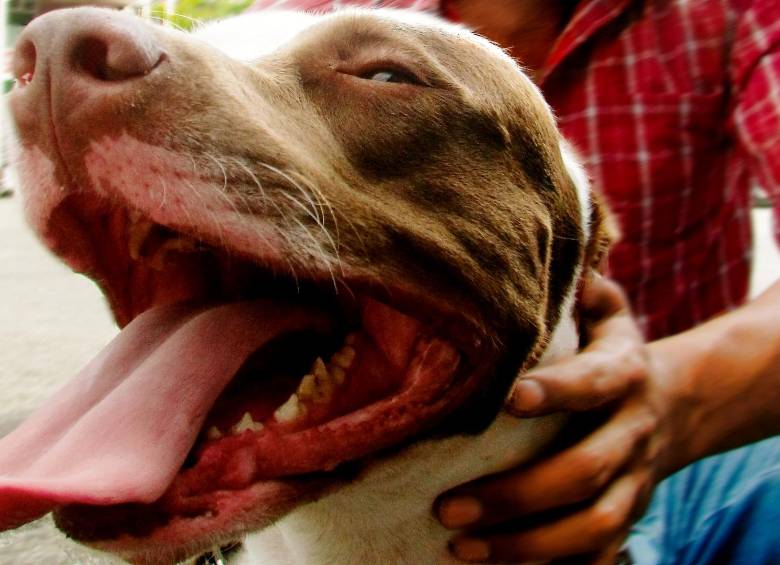 El perro que atacó al niño es de raza pitbull. Foto: archivo