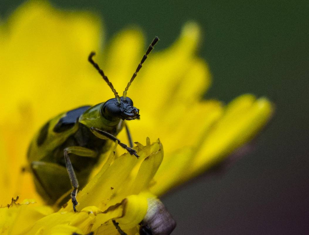  Este tipo de fotografía nos permite ver detalles que normalmente pasan desapercibidos para el ojo humano y que nos fascina ver tan de cerca. Foto: Julio César Herrera