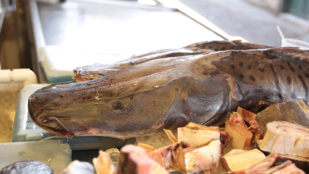 Estos peces llegan a las centrales de abastos y son distribuidos en Medellín por toneladas diariamente a supermercados de grandes superficies, mini mercados, restaurantes, carnicerías y tiendas. FOTO MANUEL SALDARRIAGA