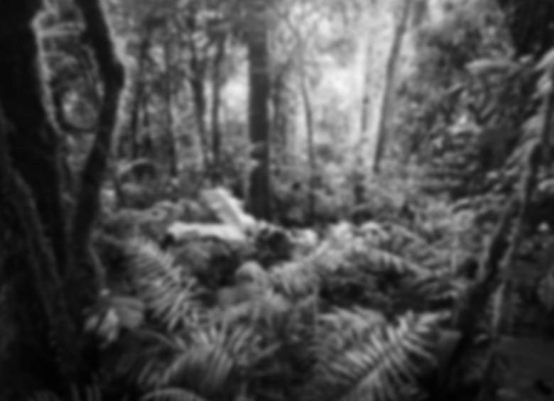 imagen selva