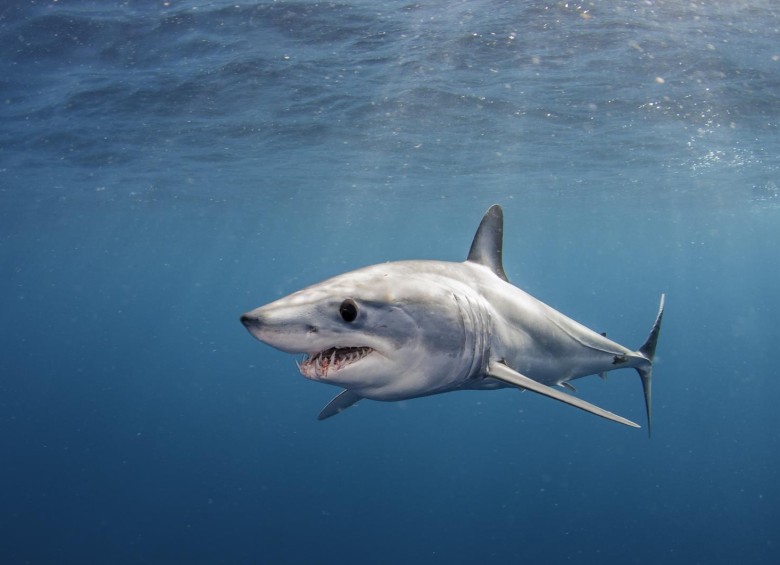 El tiburón marrajo o mako está en peligro de extinción dado un grave agotamiento de sus poblaciones en el mundo. FOTO sstock