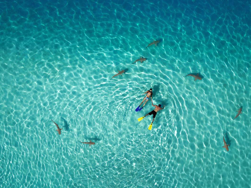 Primer lugar en la categoría naturaleza. Buceando con tiburones por Tahitiflyshoot. 