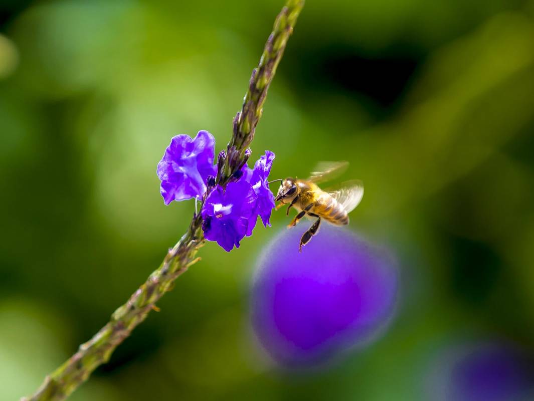 Las abejas no descansan en su importante labor de polinización. Foto Juan Antonio Sánchez Ocampo