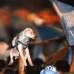 reuters - Este perrito argentino tampoco se quiso perder el masivo recibimiento que los hinchas de ese país le dieron a su seleccionado.