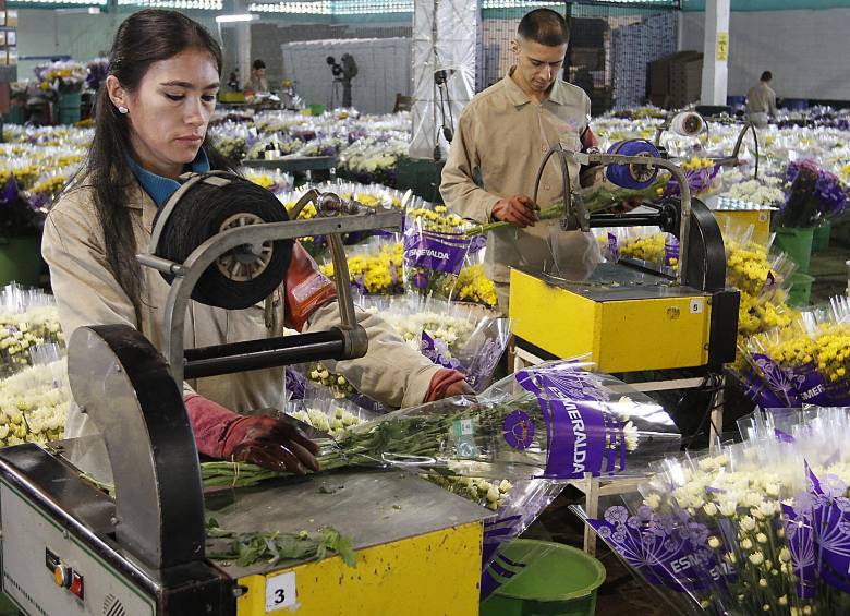 Para el Día de la Madre es cuando más se incrementan los pedidos de flores antioqueñas en el exterior. FOTO julio césar herrera