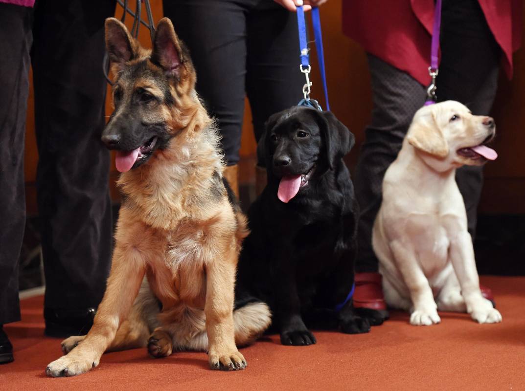 El primer lugar lo ocupan los labradores, el segundo lugar los pastores alemanes. FOTO AFP
