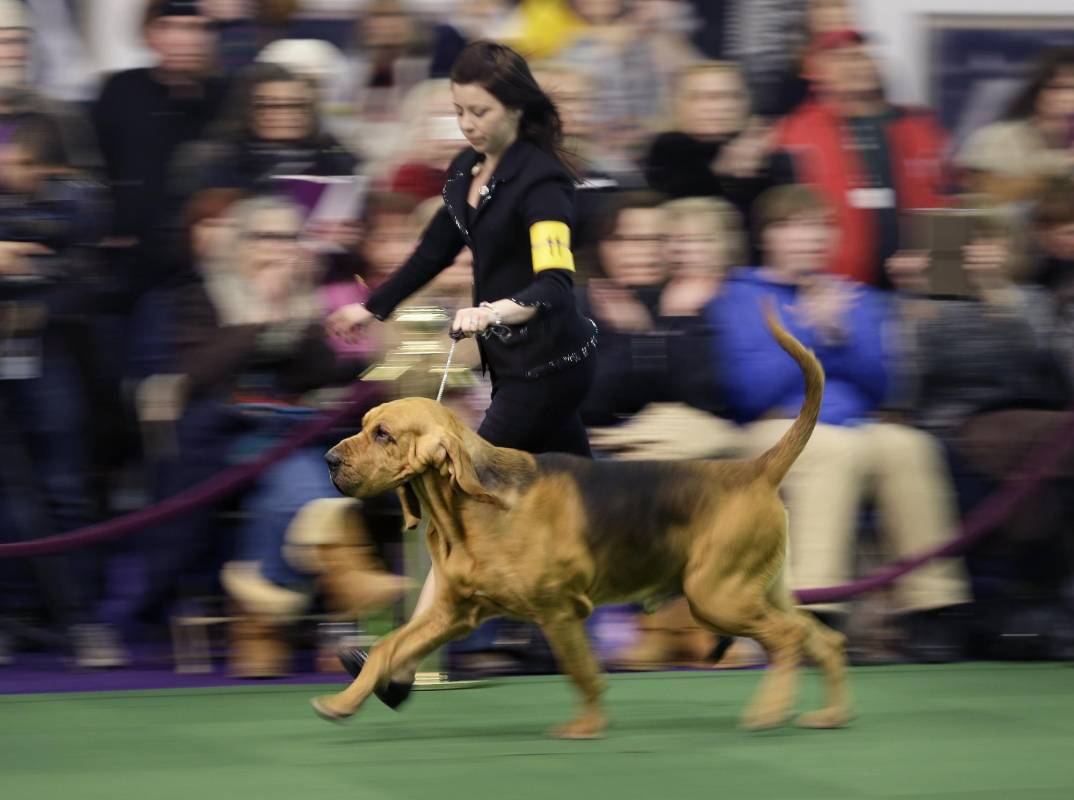 Es la competencia más importante para perros en Estados Unidos. FOTO AP