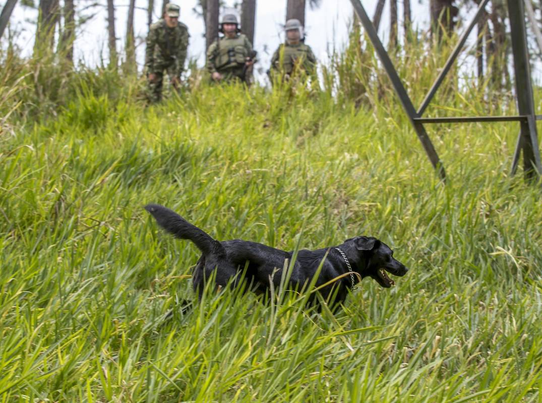 La crudeza de la guerra no es ajena a los perros. Este año, la institución ha perdido cinco caninos en operaciones militares. Foto: Juan Antonio Sánchez.