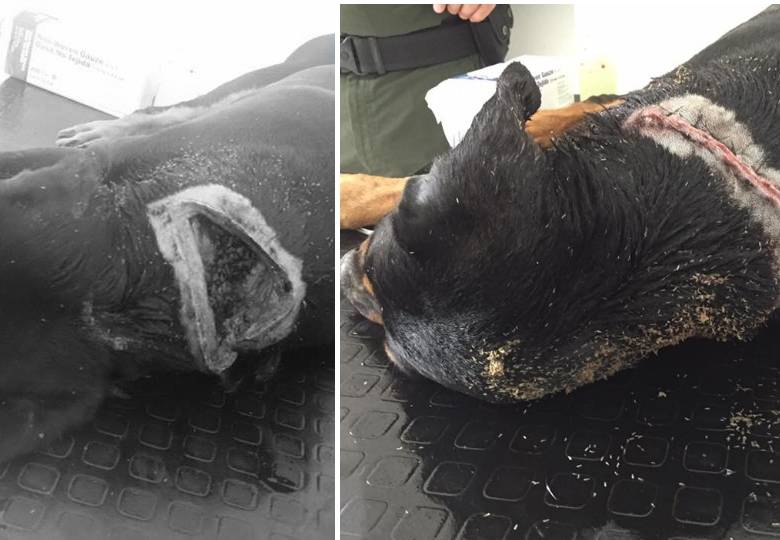La imagen del animal herido se publica en blanco y negro por respeto y porque puede ser considerada como muy fuerte por parte de la audiencia. FOTOS cortesía Daniel Bolívar Ledesma.
