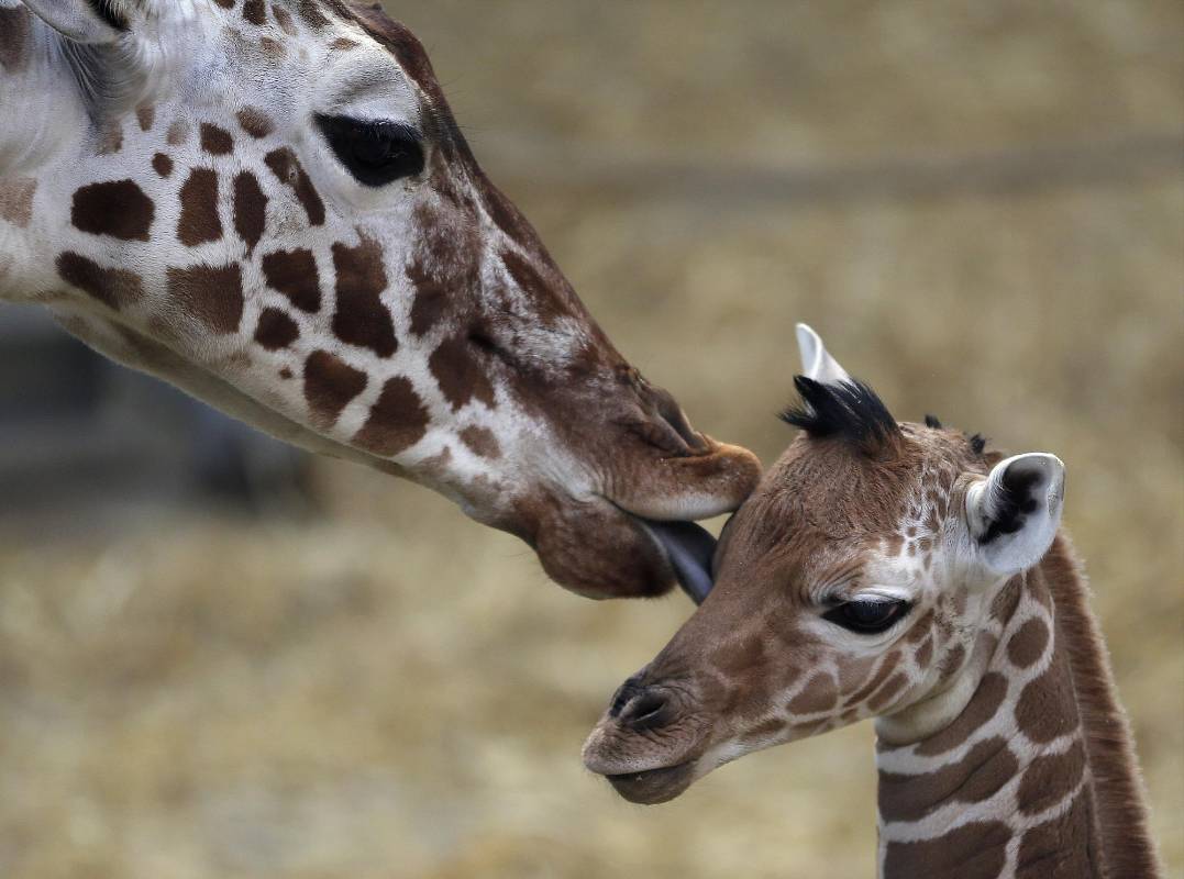 Una jirafa con su cría en el zoológico de Duisburgo, Alemania, el 13 de febrero de 2015. FOTO AP