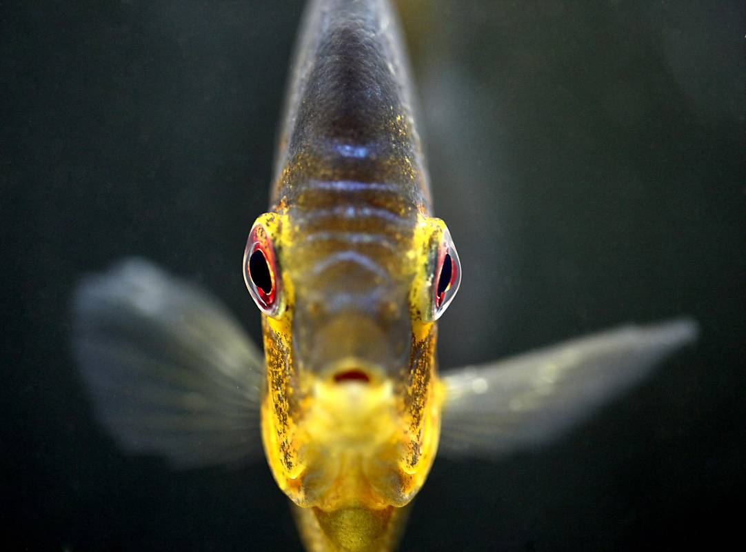 Con más de 256 especies de agua dulce y salada en 29 escenarios, el Parque Explora nos ayuda a descubrir la diversidad acuática de Colombia. Foto: Julio César Herrera