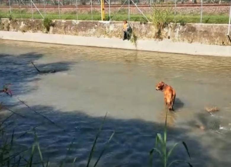 Bomberos del municipio ingresaron al lecho del río para rescatar el animal. FOTO: CORTESÍA