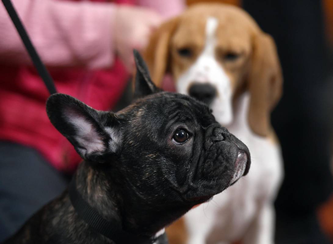 El bulldog francés fue el que más subió en el listado, están en el noveno lugar. FOTO AFP