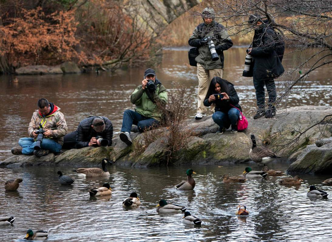 Aunque su hábitat natural se encuentra en China y Japón, a miles de kilómetros de Manhattan y atravesando el océano Pacífico, este pato mandarín es ahora visto regularmente entre las especies de aves del Central Park en Estados Unidos. Los zoológicos de la ciudad dicen que entre sus animales no tienen registro de esta especie. Foto: AFP