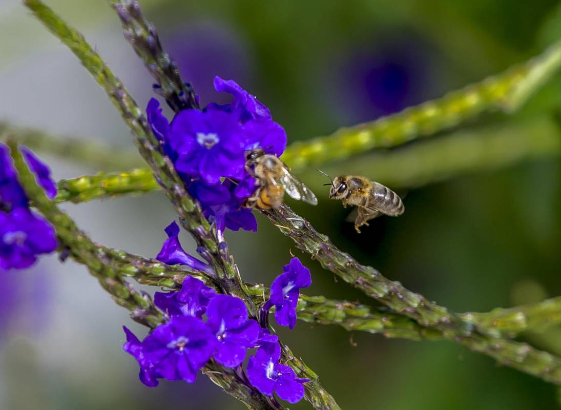 Este insecto (himenópteros) es el único visitante por estos días de Parques del Río. Foto Juan Antonio Sánchez Ocampo