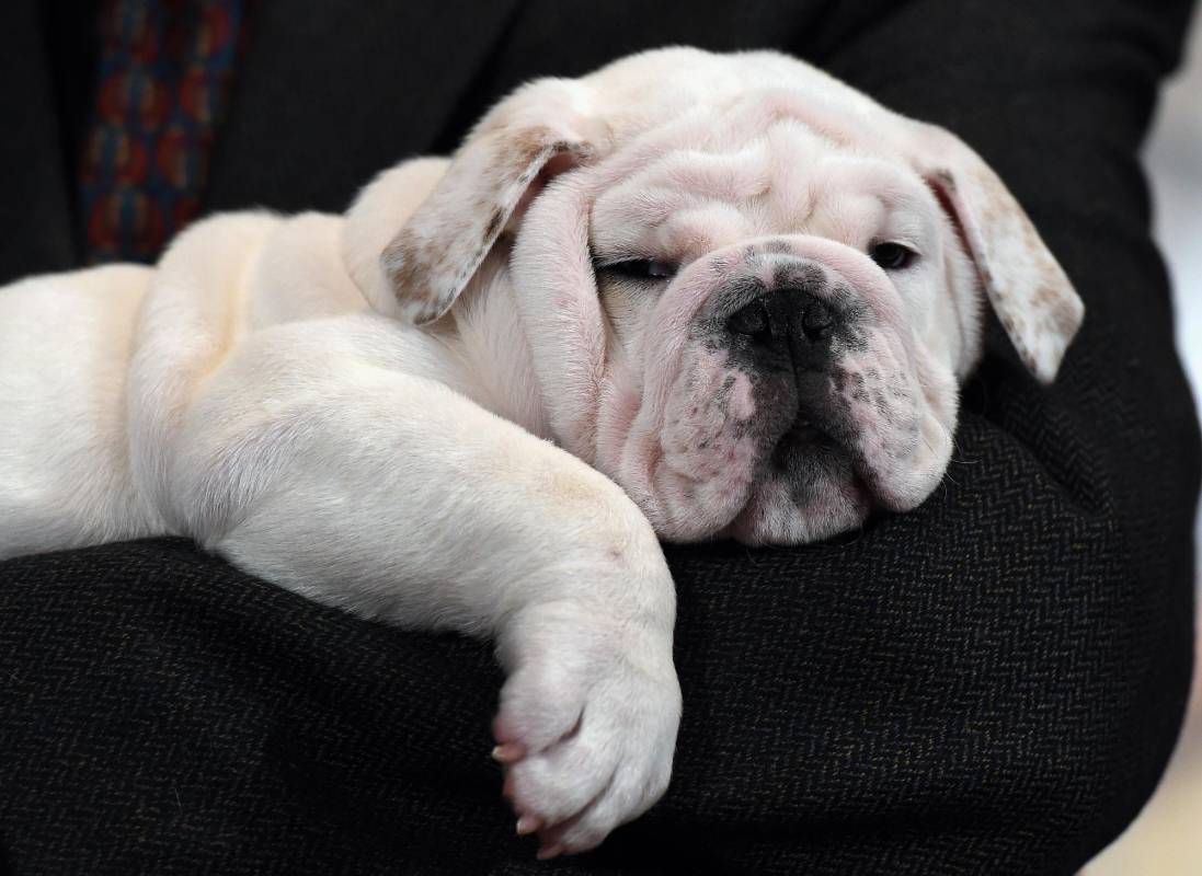 El auge de los bulldogs no es una sorpresa, su comportamiento por lo general es tranquilo. FOTO AFP