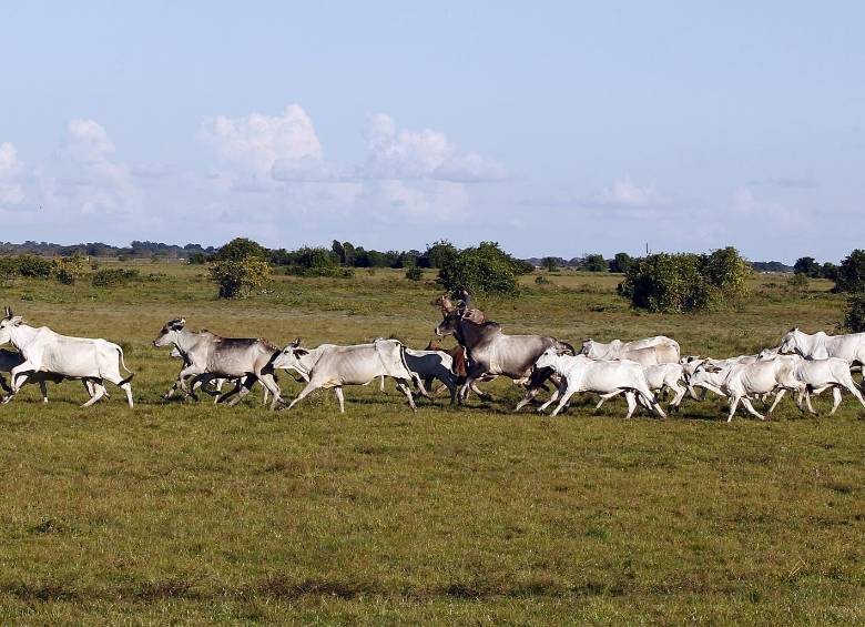 La Cepal destacó el proyecto ‘Ganadería Colombiana Sostenible’, como un ejemplo de cómo sistemas de producción silvopastoriles elevan la productividad de las fincas a la vez que incrementan la prestación de bienes y servicios ambientales.Foto: Jaime Perez 