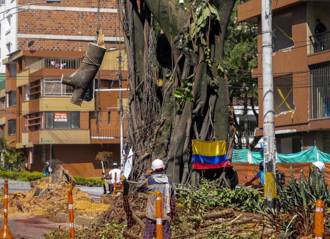 Entre los árboles talados están tres históricos cauchos que estaban ubicados sobre la calle 50 (Colombia). FOTO CAMILO SUÁREZ