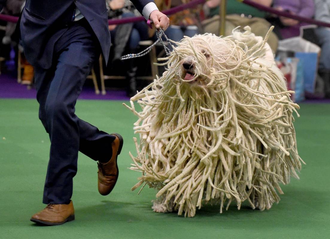 Un Komondor, perro guardián y pastor desfila para clasificar en su raza.FOTO AFP