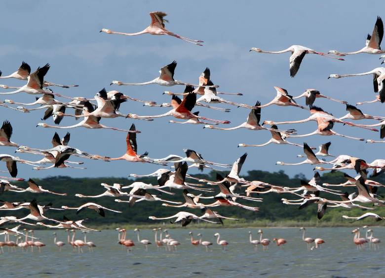 Hoy existen 59 Parques Nacionales Naturales. En la fotografía la majestuosidad del Santuario de Fauna y Flora Los Flamencos en La Guajira. FOTO parques nacionales naturales
