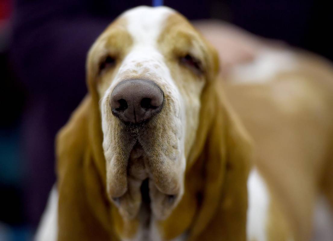 Este Basset Hound también participa. En total son más de 2.700 perros inscritos en la competencia Westminster Kennel Club. FOTO AFP