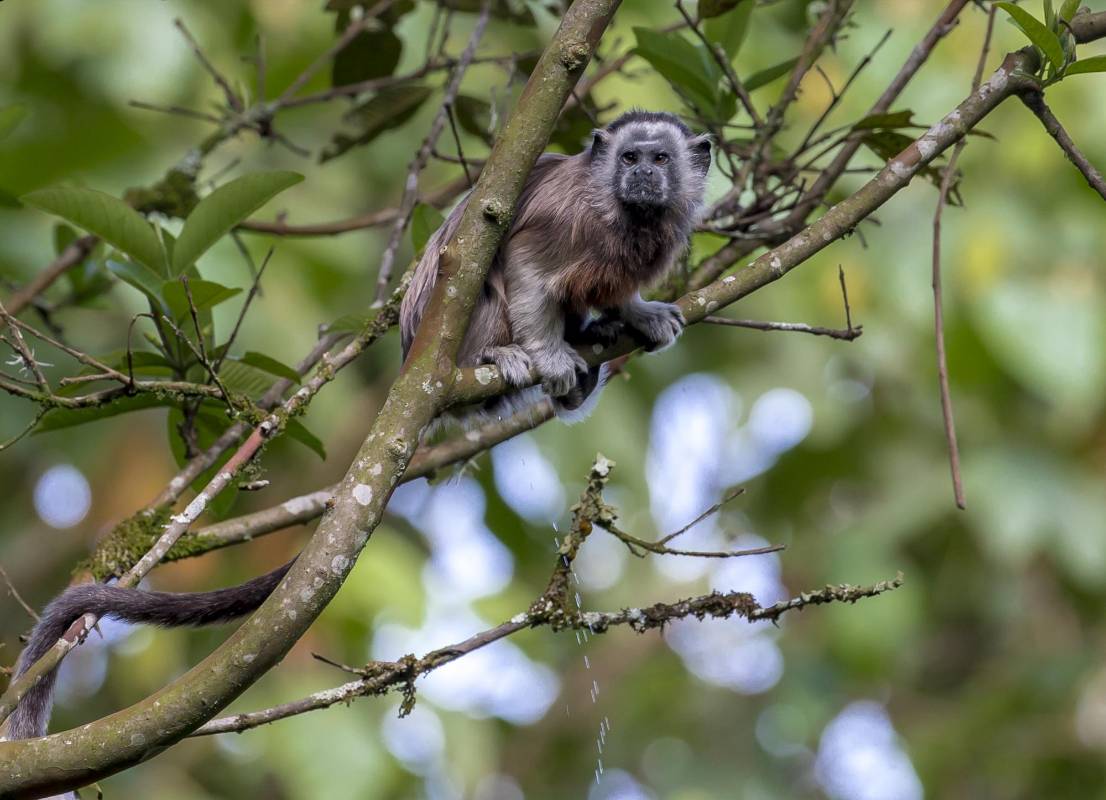 El nombre científico de esta especie es: Saguinus leucopus. FOTO JUAN ANTONIO SÁNCHEZ OCAMPO