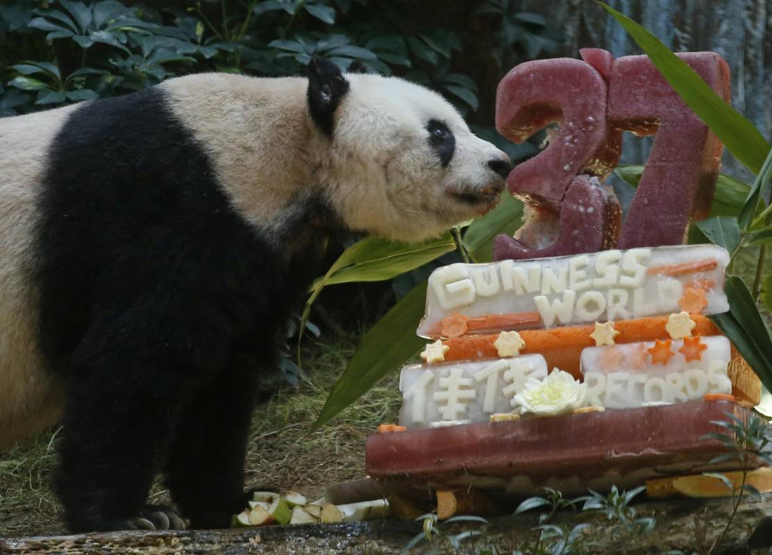 El director del servicio veterinario del parque, Paolo Martelli, dijo que la esperanza media de vida de un panda es de unos 20 años, y solo ocho de los 400 que viven en cautiverio hoy en día tienen más de 30. FOTO AP