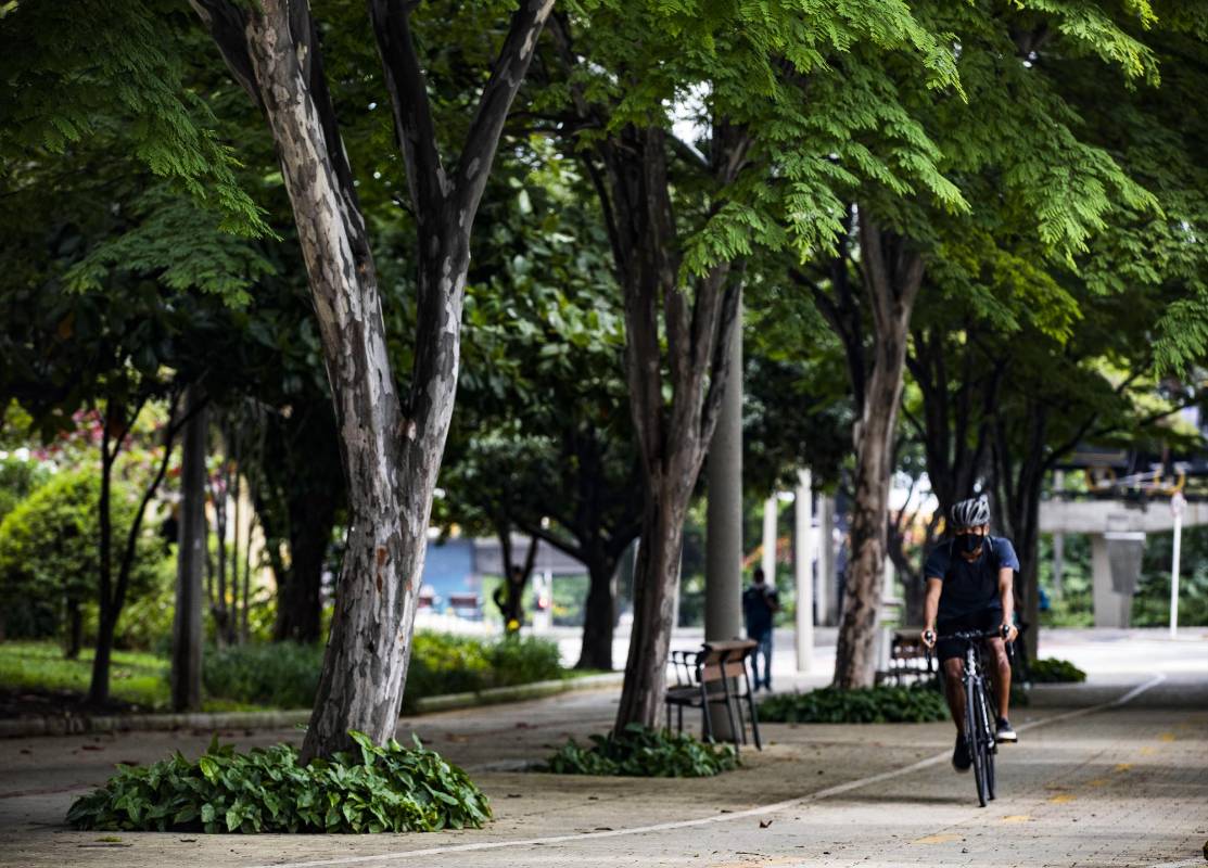 Los árboles funcionan como un excelente termorregulador natural. La sombra de estos gigantes reducen la temperatura hasta 8 grados centígrados. FOTO EDWIN BUSTAMANTE