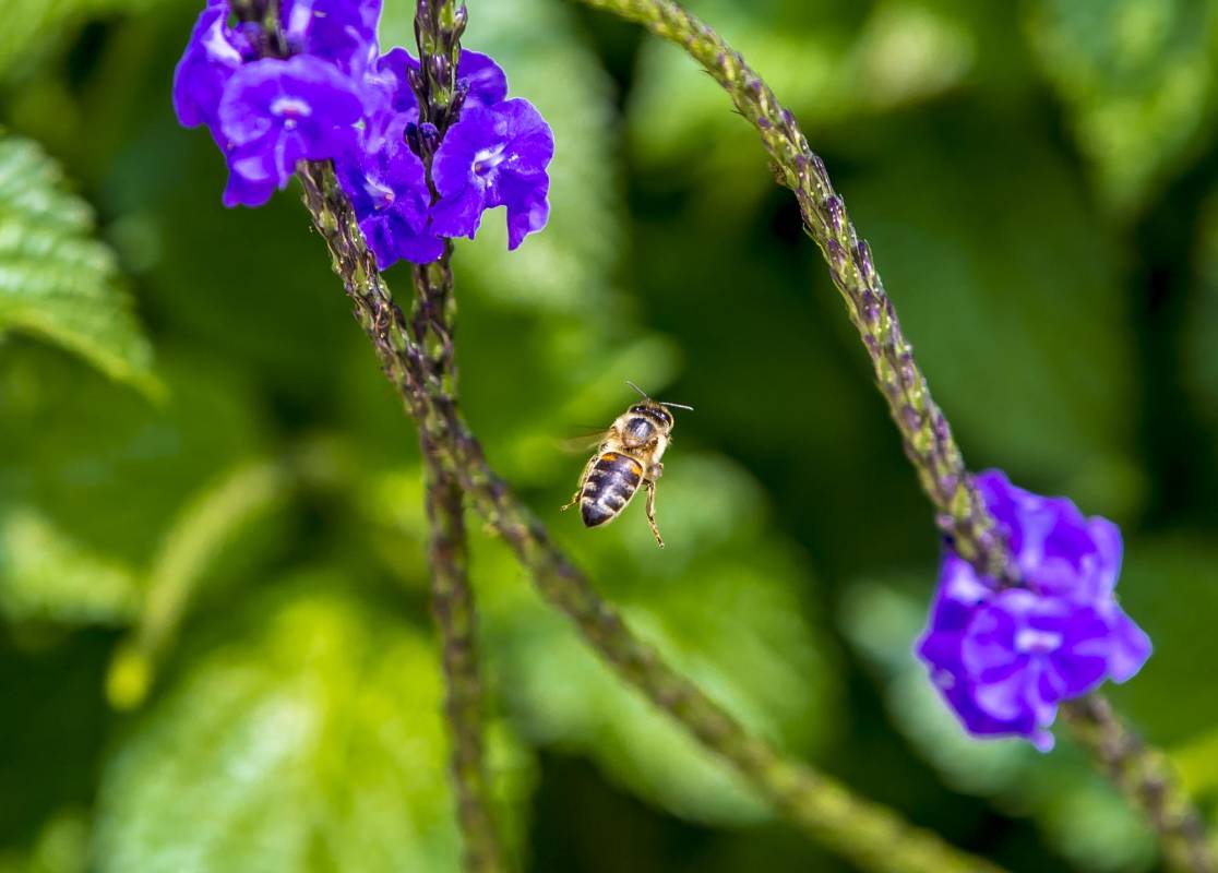Este insecto (himenópteros) es el único visitante por estos días de Parques del Río. Foto Juan Antonio Sánchez Ocampo