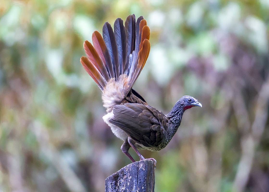  La Guacharaca tiene su hábitat especialmente en los bosques de las afueras del Valle de Aburrá. FOTO: JUAN ANTONIO SÁNCHEZ OCAMPO
