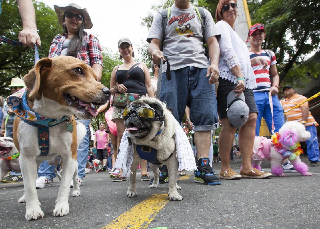 Este domingo se desarrolló la edición 16 de la caminata canina Feria de las Flores. FOTO EDWIN BUSTAMANTE