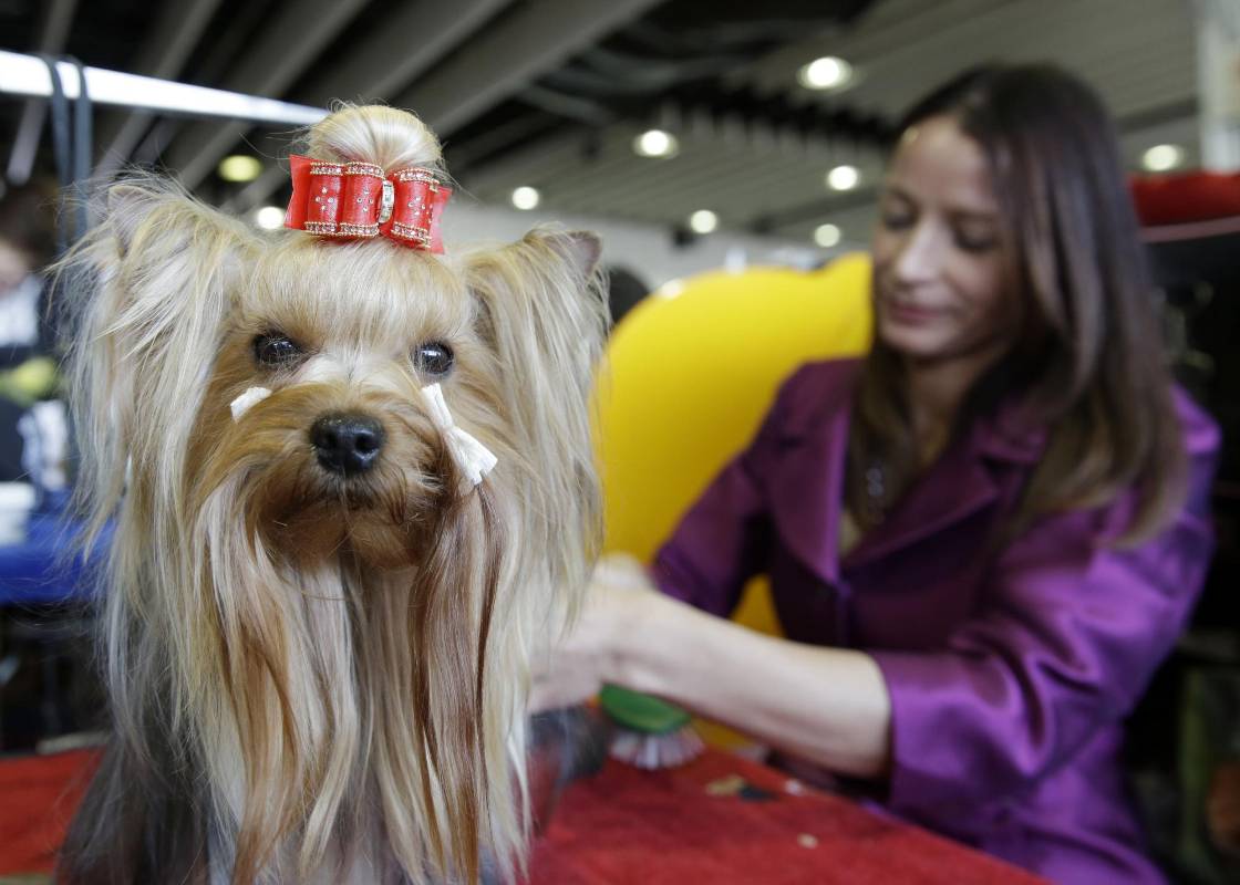 Yorkshire Terrier llamado Cali. FOTO AP