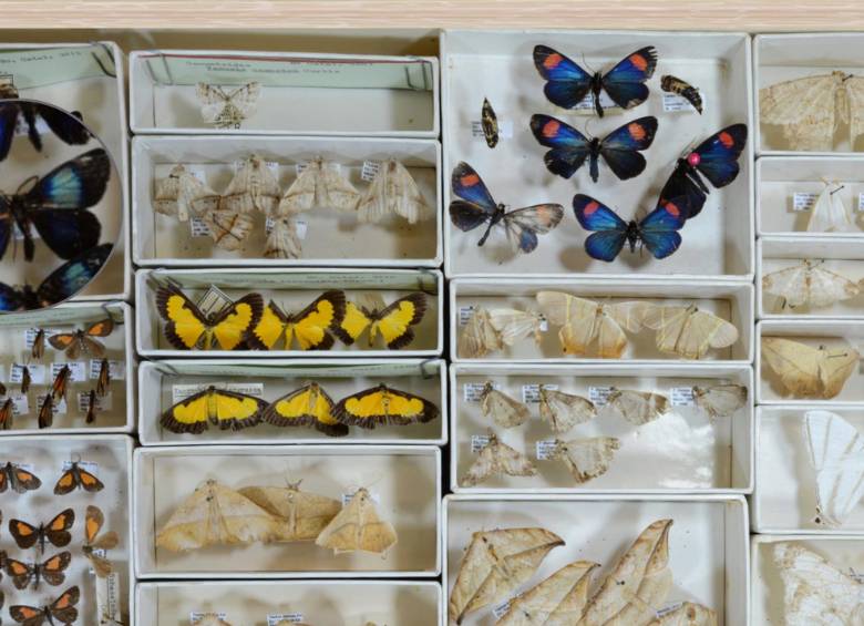 Museo de insectos está al alcance de un clic