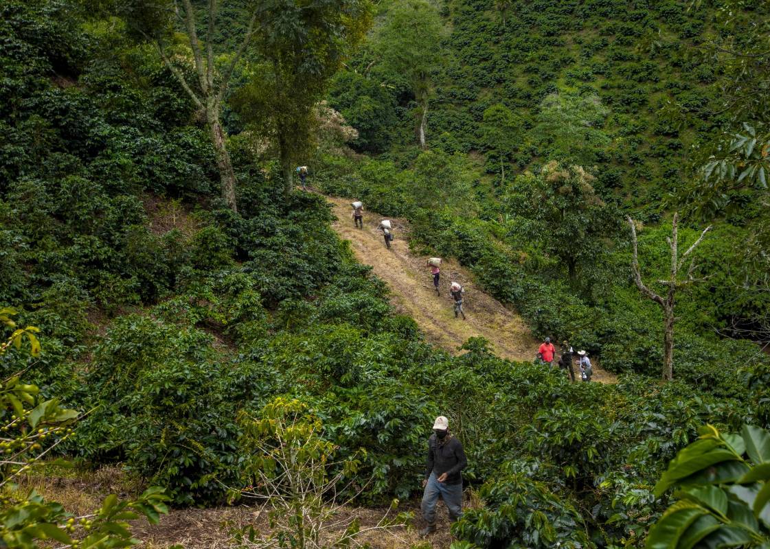 De todas las zonas del país han ido llegando los recolectores a los municipios cafeteros del suroeste, Occidente y oriente con el objetivo de recuperarse de la crisis económica que les dejo la pandemia. Foto. Camilo Suárez