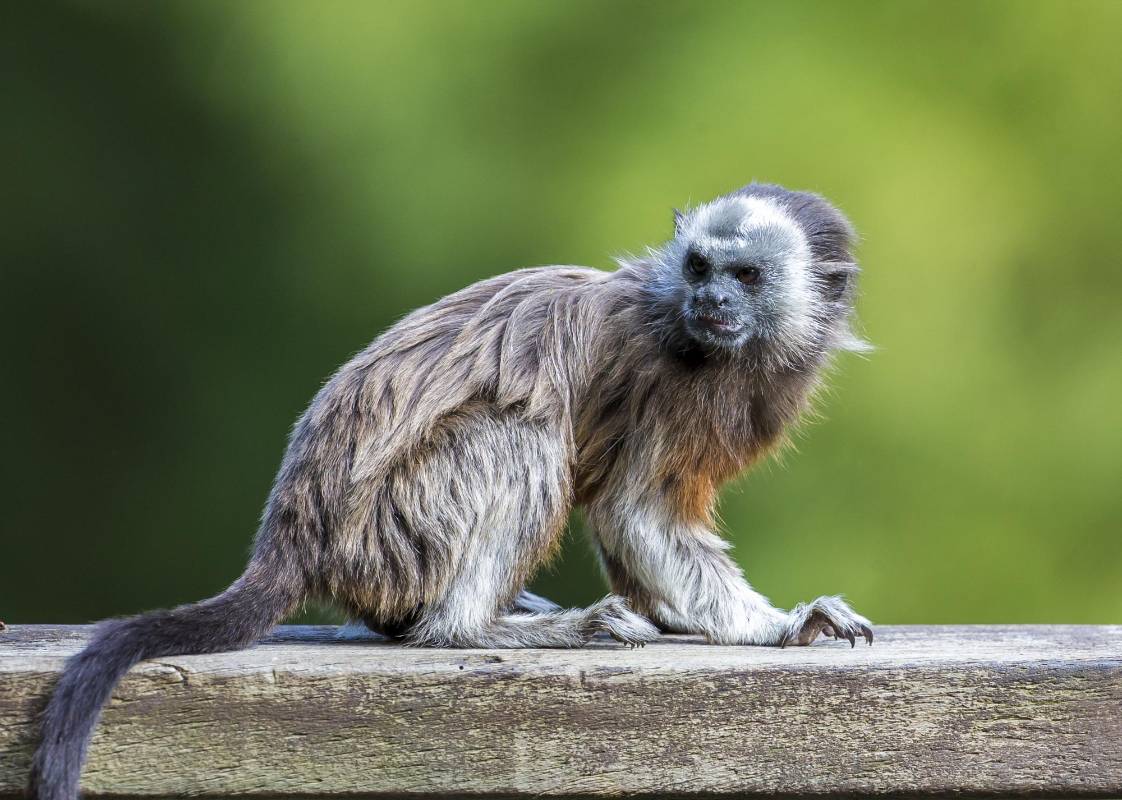 Se organizan en sociedades jerárquicas donde manda una hembra dominante, que es la única que tiene “permiso” para reproducirse y aparearse. FOTO JUAN ANTONIO SÁNCHEZ OCAMPO