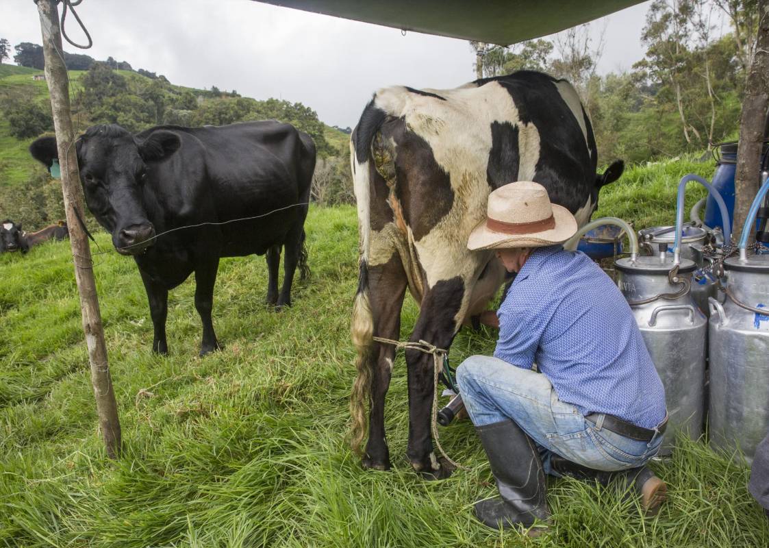 Gustavo Elías Mazo dos veces al día invierte entre tres y cuatro horas para ordeñar sus 18 vacas, a la misma hora, con vocación milimétrica. Foto: Edwin Bustamante
