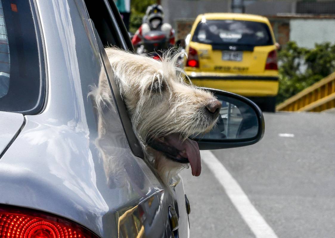 Las mascotas no ocultan su felicidad al salir a las calles en un paseo sobre cuatro ruedas. FOTO JUAN ANTONIO SÁNCHEZ